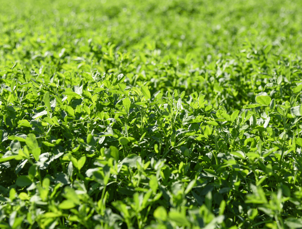 Il VERDE DELL’ERBA